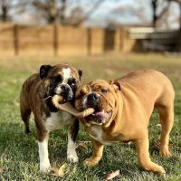 Creekside Animal Hospital ico