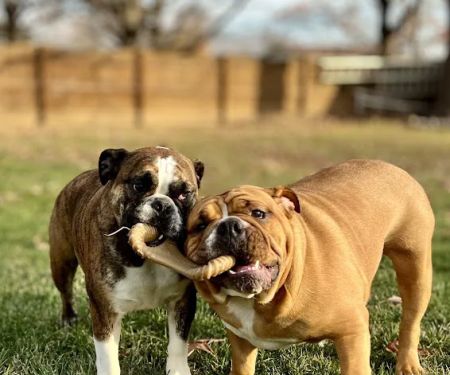 Creekside Animal Hospital