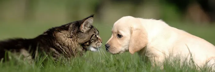 Creekside Animal Hospital Picture 10