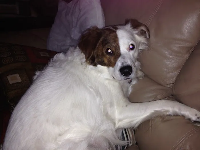 Creekside Animal Hospital Picture 8