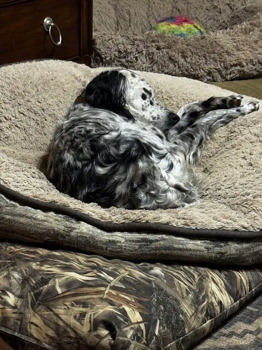 Cumming Pet Urgent Care Picture 4