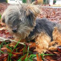 Coal Mountain Animal Hospital ico