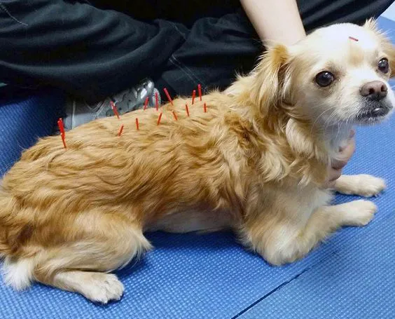 Crabapple Knoll Veterinary Clinic Picture 8