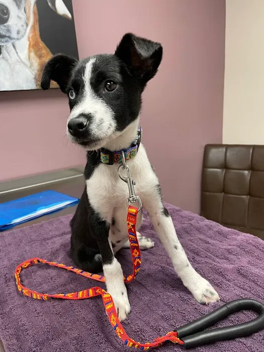 Paw Patch Animal Clinic Picture 3