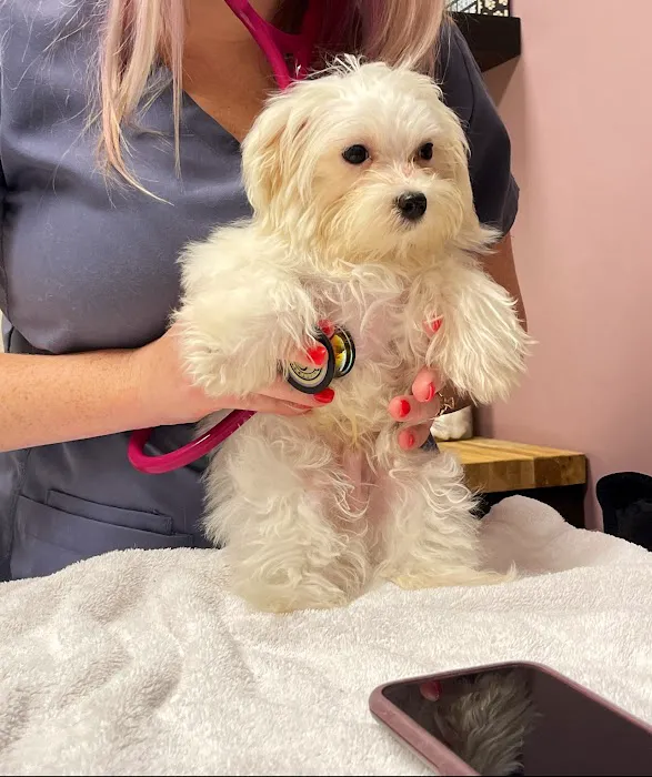 Paw Patch Animal Clinic Picture 1