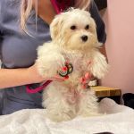 Paw Patch Animal Clinic