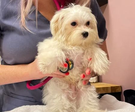 Paw Patch Animal Clinic