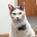 Alpharetta Animal Hospital