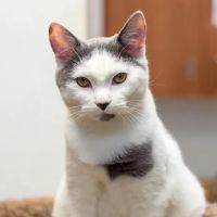 Alpharetta Animal Hospital ico