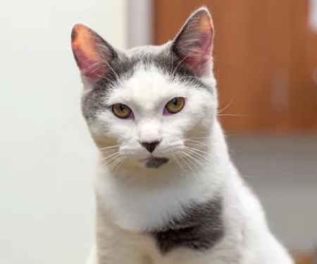 Alpharetta Animal Hospital