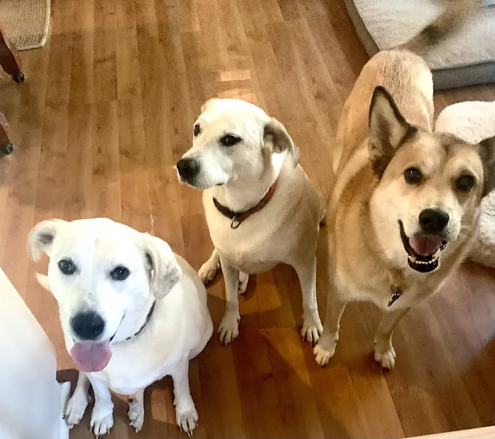 Alpharetta Animal Hospital Picture 5
