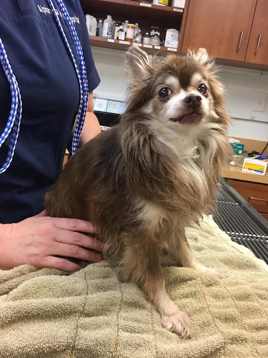 Alpharetta Animal Hospital Picture 9
