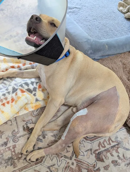 Veterinary Specialists of Greater Atlanta Picture 2