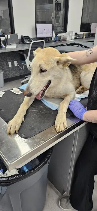 Veterinary Specialists of Greater Atlanta Picture 1