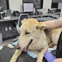 Veterinary Specialists of Greater Atlanta ico