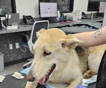 Veterinary Specialists of Greater Atlanta