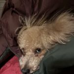North Roswell Veterinary Clinic
