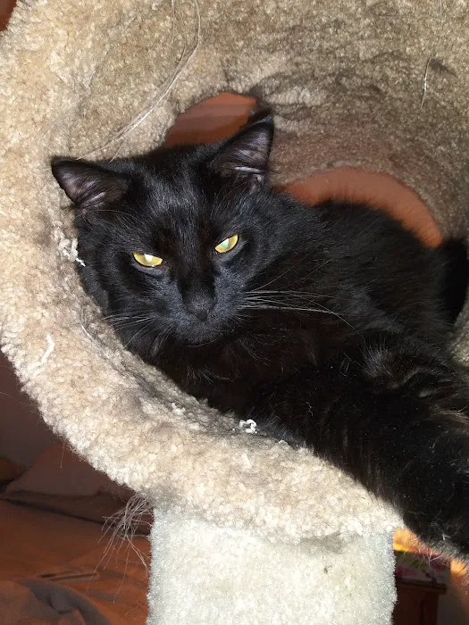 North Roswell Veterinary Clinic Picture 7