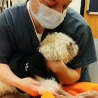 Banfield Pet Hospital ico