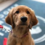 Roswell Veterinary Associates