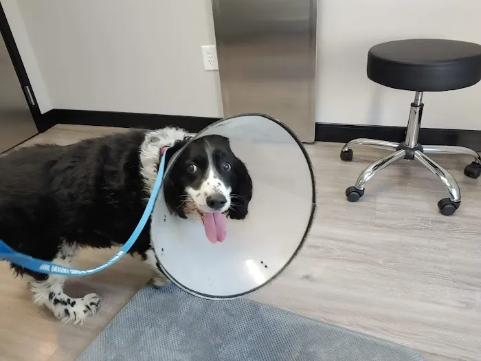 Roswell Veterinary Associates Picture 3