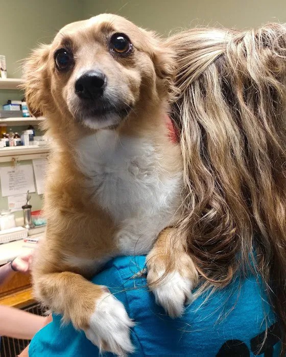 Mountain Park Plaza Animal Hospital Picture 5