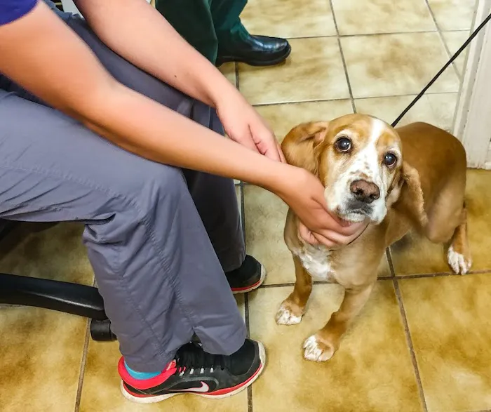 Mountain Park Plaza Animal Hospital Picture 4