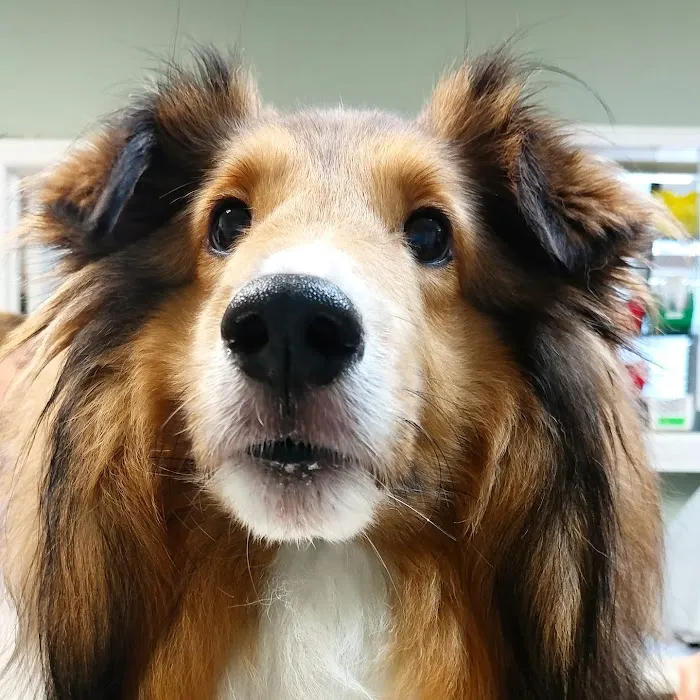 Mountain Park Plaza Animal Hospital Picture 7