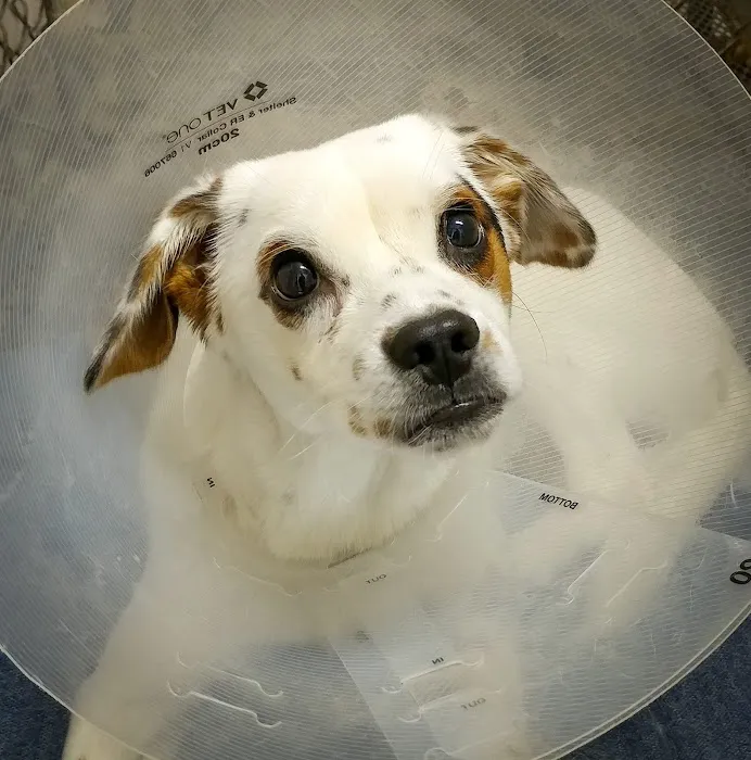 Mountain Park Plaza Animal Hospital Picture 6
