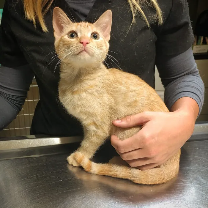 Mountain Park Plaza Animal Hospital Picture 10
