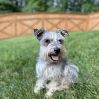 Happy Tails Holistic Veterinary Care ico