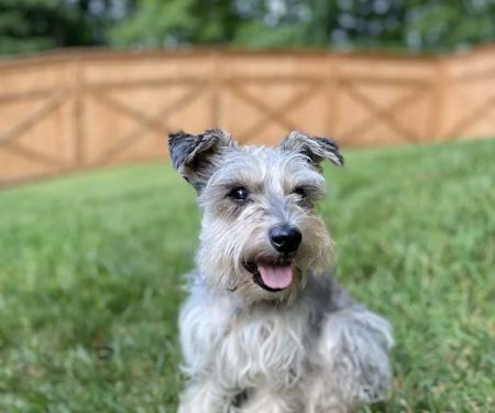 Happy Tails Holistic Veterinary Care