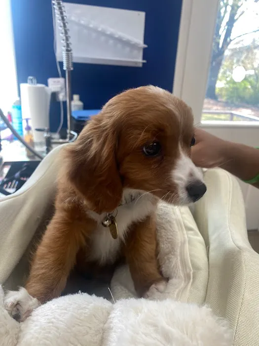 Happy Tails Holistic Veterinary Care Picture 6