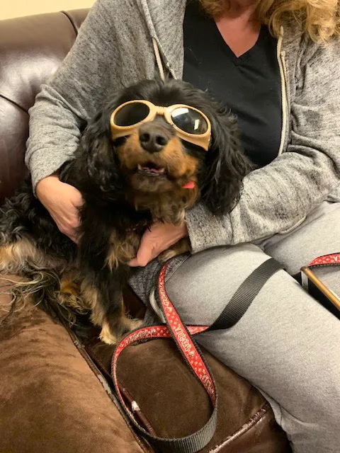 Happy Tails Holistic Veterinary Care Picture 10