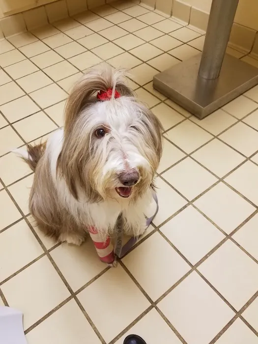 VCA Pets Are People Too Roswell Animal Hospital Picture 6
