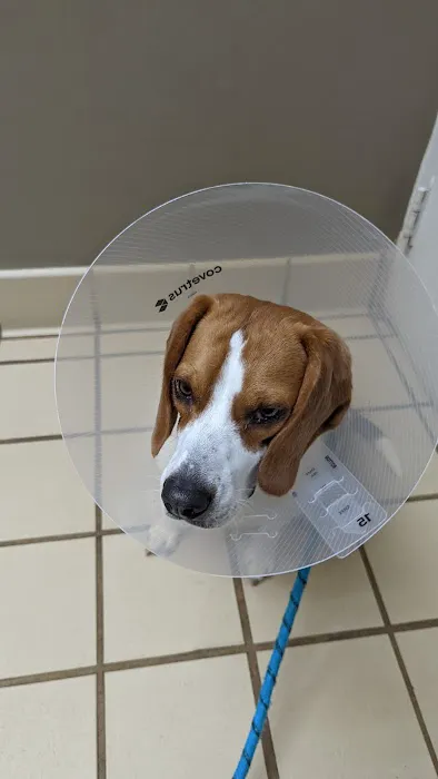 VCA Pets Are People Too Roswell Animal Hospital Picture 5