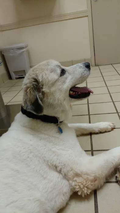VCA Pets Are People Too Roswell Animal Hospital Picture 1