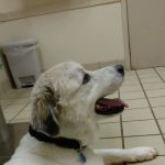 VCA Pets Are People Too Roswell Animal Hospital