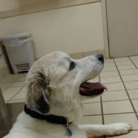 VCA Pets Are People Too Roswell Animal Hospital ico