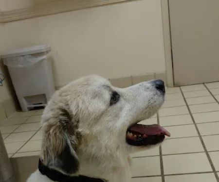 VCA Pets Are People Too Roswell Animal Hospital