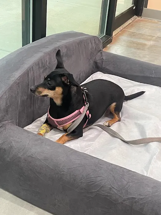 PeachVet Pet Wellness Picture 7