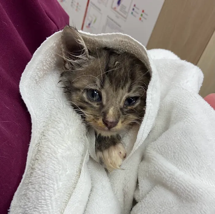 PeachVet Pet Wellness Picture 9