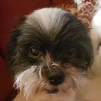 Atlanta Veterinary Dental Services ico