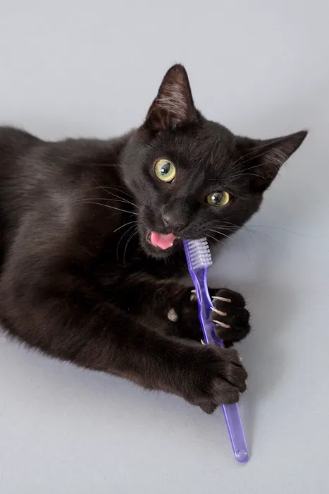 Atlanta Veterinary Dental Services Picture 5