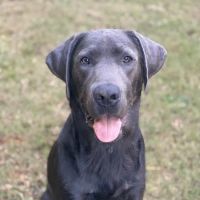 Windermere Animal Hospital (Veterinarian Cumming) ico