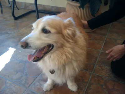 Windermere Animal Hospital (Veterinarian Cumming) Picture 10