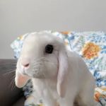 Windward Animal Hospital