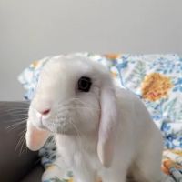 Windward Animal Hospital ico