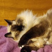The Village Animal Hospital ico