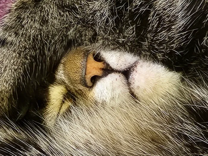 The Village Animal Hospital Picture 4